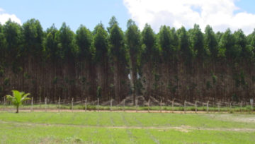 Sustentabilidade Energética e O benefício das Florestas Plantadas